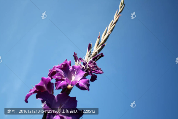 花劍蘭