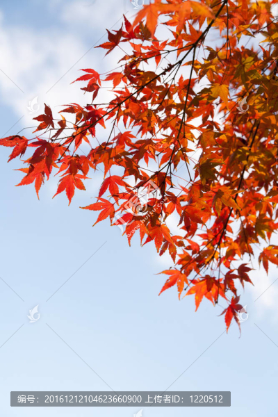 楓葉和藍天