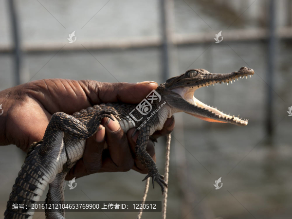 小鱷魚