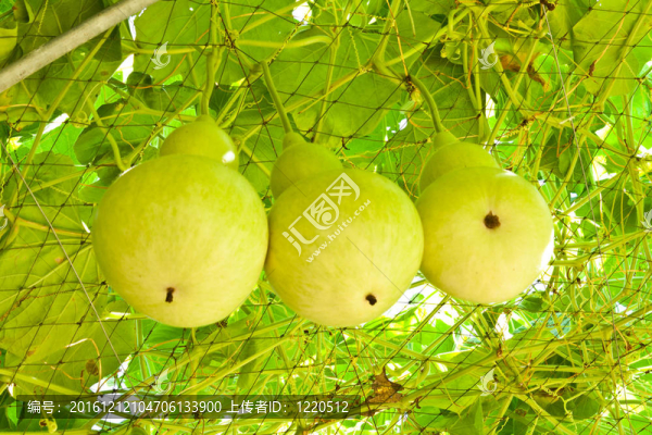 靠近葫蘆蔬菜