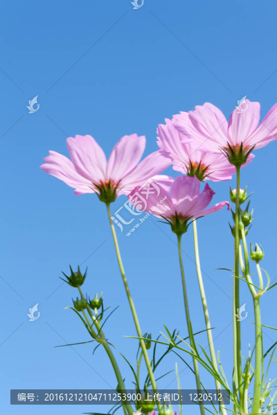 粉紅色的宇宙花與芽