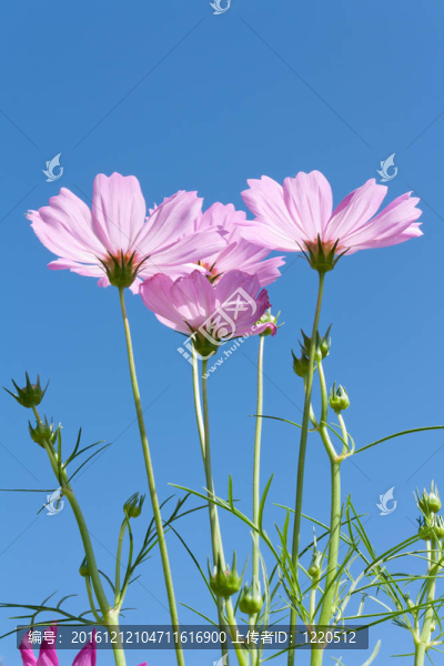 粉紅色的宇宙花與芽