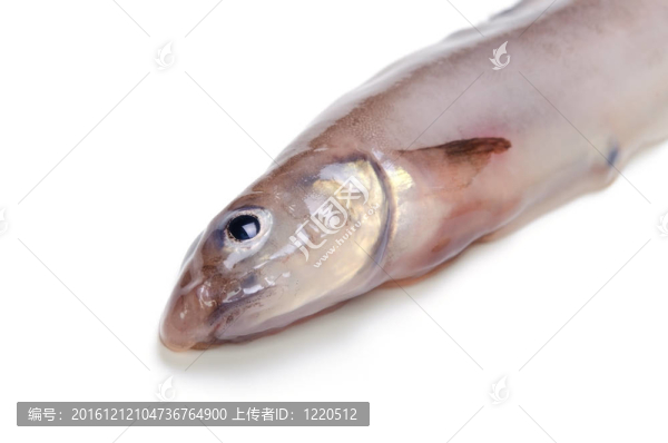 綿鳚