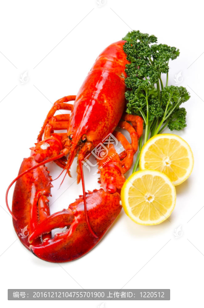 龍蝦