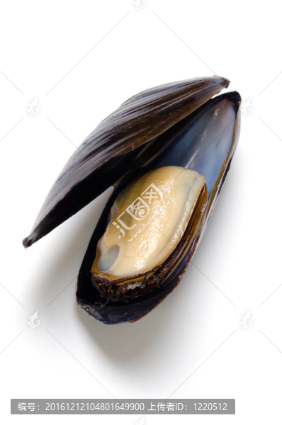 貽貝