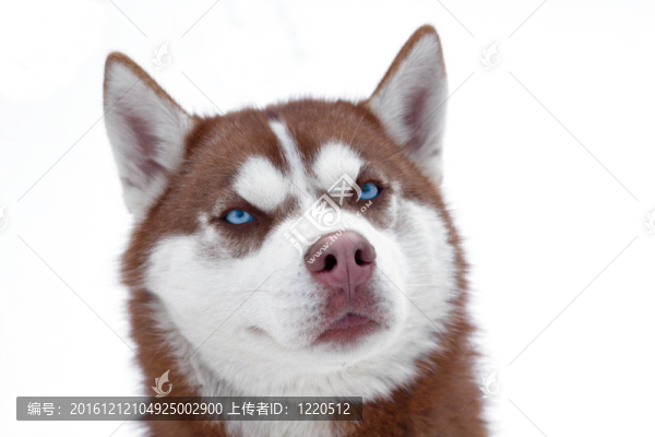 哈士奇