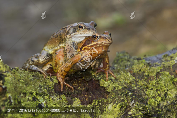青蛙