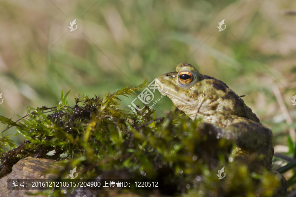 蟾蜍