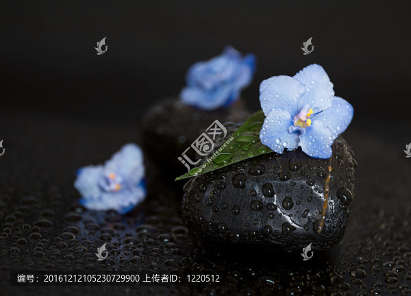 黑色的石頭葉子；花和水滴在黑色的背景。