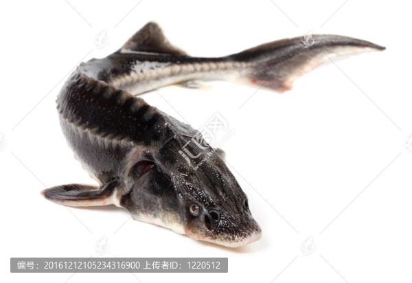 小體鱘魚白色背景