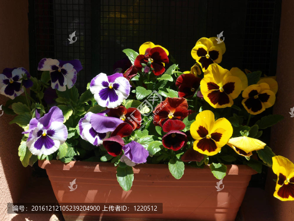 三色堇花