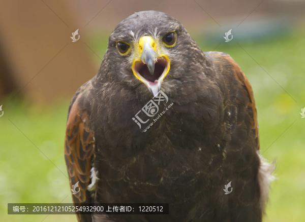 鷹的特寫
