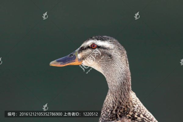 野鴨子的肖像