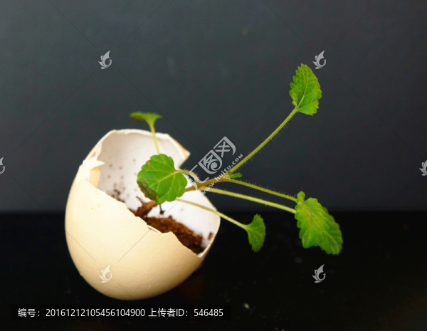 新綠,蛋殼