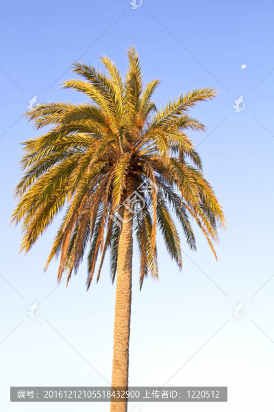 加納利海棗（加拿利海棗）