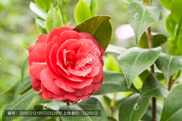 自然背景花卉