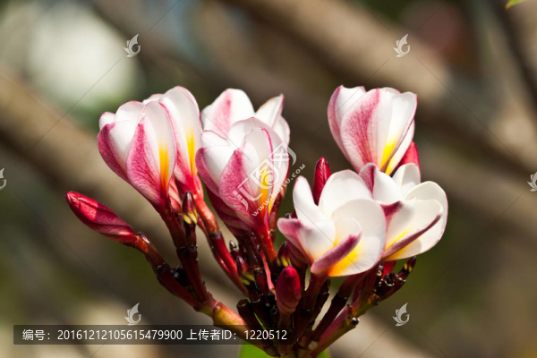 雞蛋花，雞蛋花；