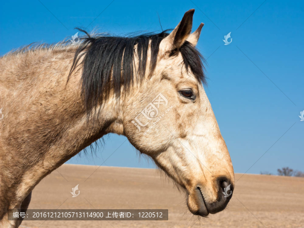馬