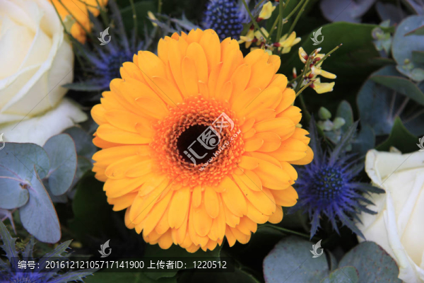 黃太陽菊