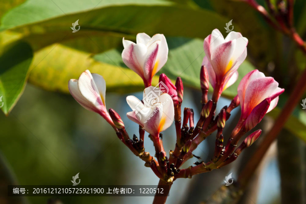雞蛋花，雞蛋花；