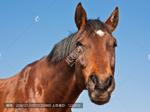馬