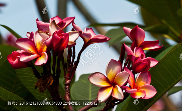 雞蛋花，雞蛋花；