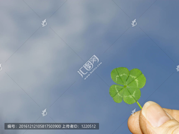 一個男人的拇指和食指grasbing一四片葉子的三葉草，拿著它與你的文字里美麗的藍(lán)天。