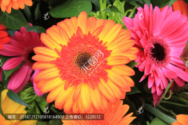 五彩的非洲菊安排生動的色彩