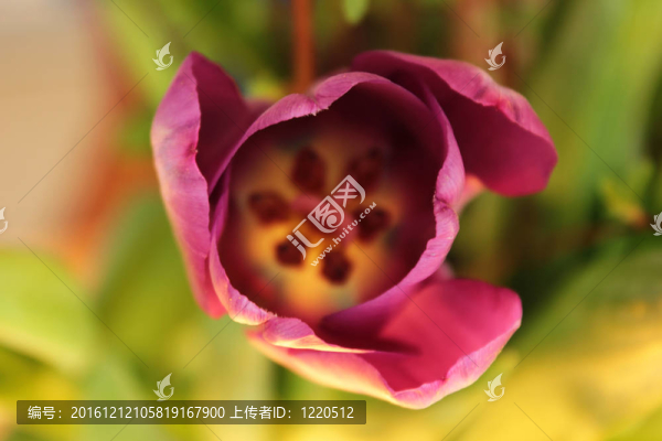 郁金香花瓣詳細