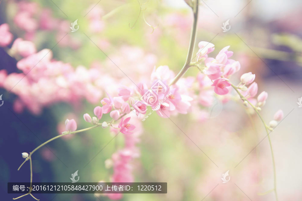 粉紅色的花朵背景