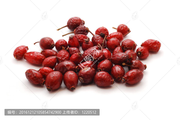 野薔薇
