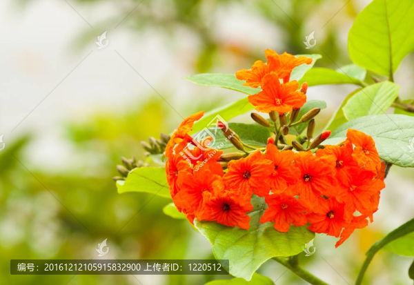 美麗的春天的花朵