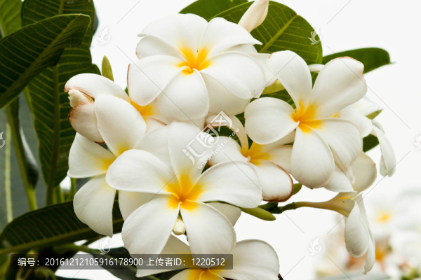 美麗的春天的花朵