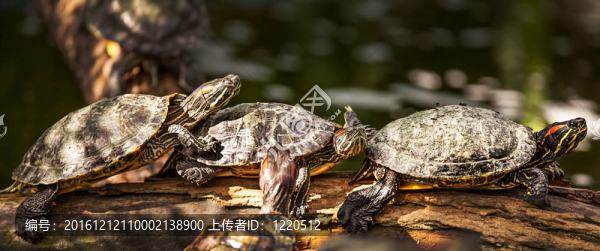 赫曼陸龜tortoiseon龜