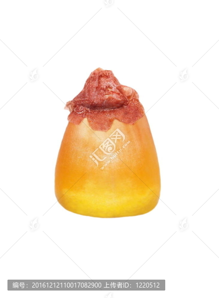 白色大粒玉米