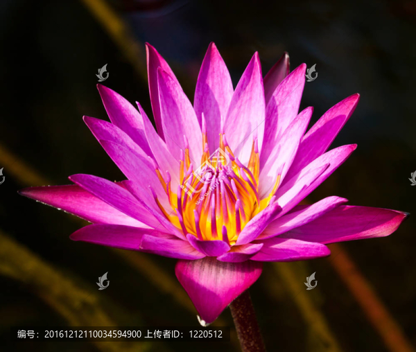 河上的蓮花