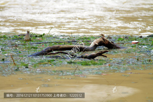 流域水污染