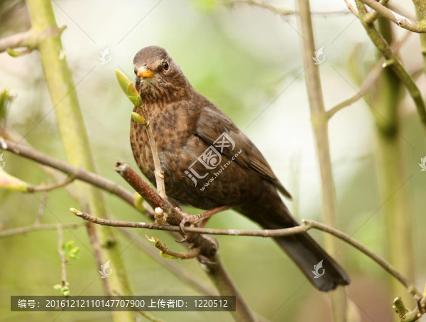 女性的黑鳥(niǎo)