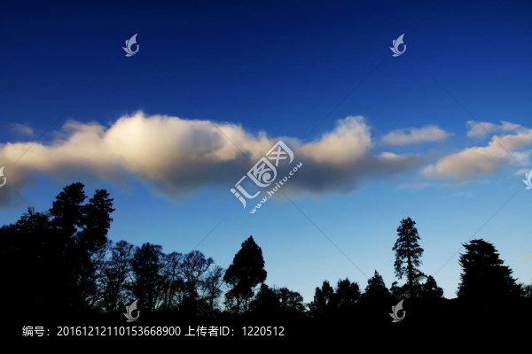 樹(shù)木在黃昏剪影