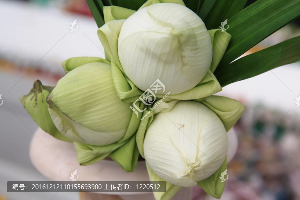 蓮花