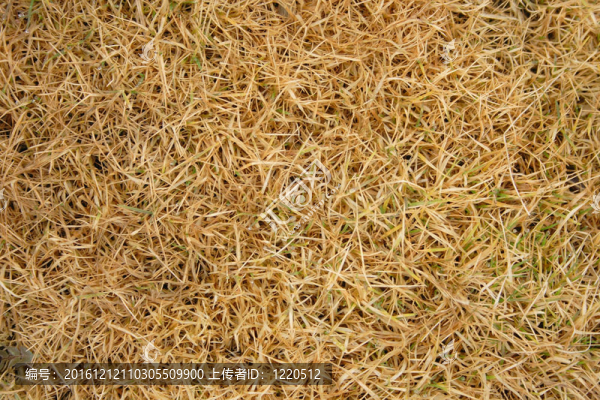 Agrostis,stolonifera在冬季