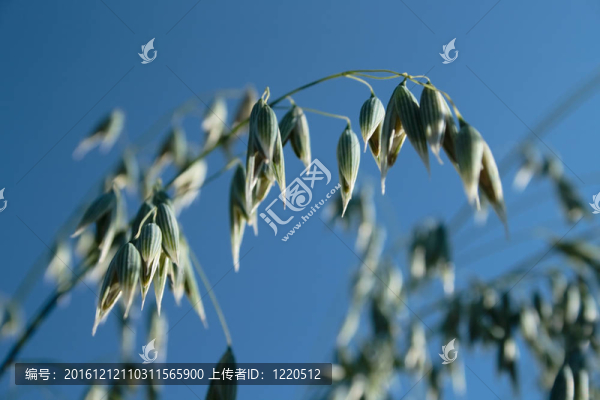 燕麥穗