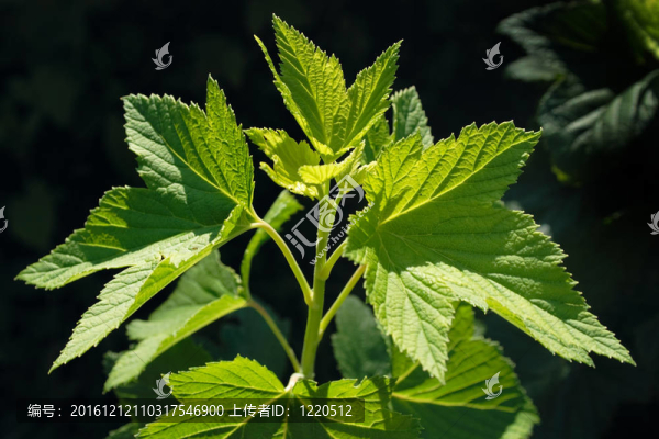 黑醋栗芽綠勇