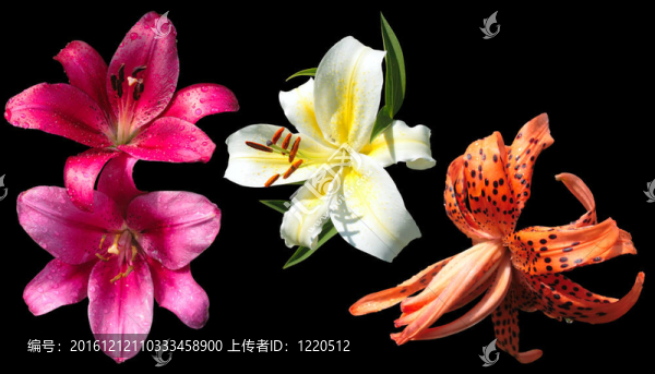 三朵百合花