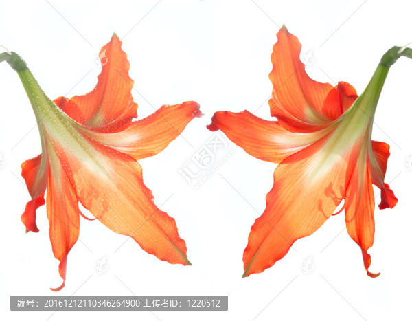 對朱頂紅白色隔離