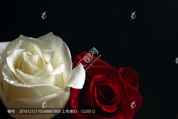 玫瑰紅與白