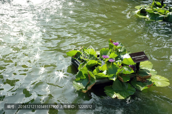 蓮花