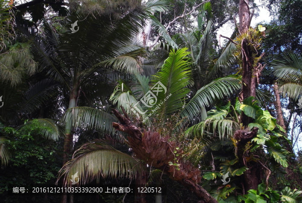 熱帶雨林植物
