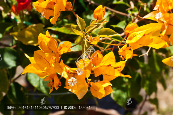 一束三角梅