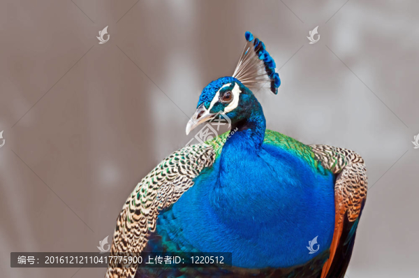 bird_indian,peafowl_pavo,cristatus_close,up_isolat